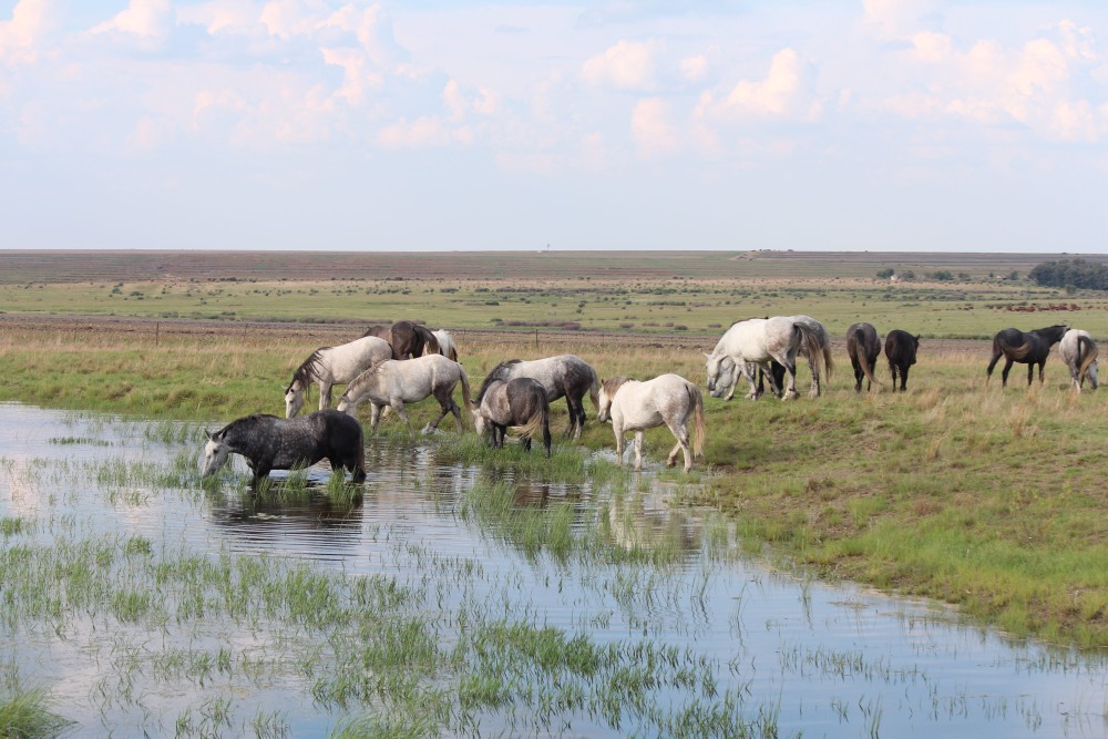 Pure bred percheron sport horses021.jpg